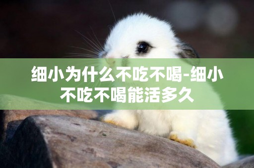 細小為什么不吃不喝-細小不吃不喝能活多久