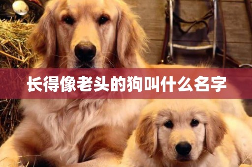長得像老頭的狗叫什么名字