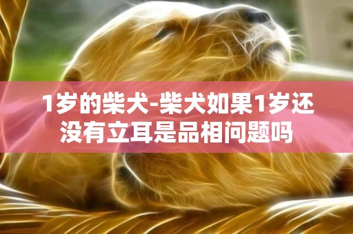 1歲的柴犬-柴犬如果1歲還沒有立耳是品相問題嗎