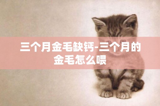 三個月金毛缺鈣-三個月的金毛怎么喂