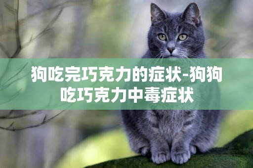 狗吃完巧克力的癥狀-狗狗吃巧克力中毒癥狀