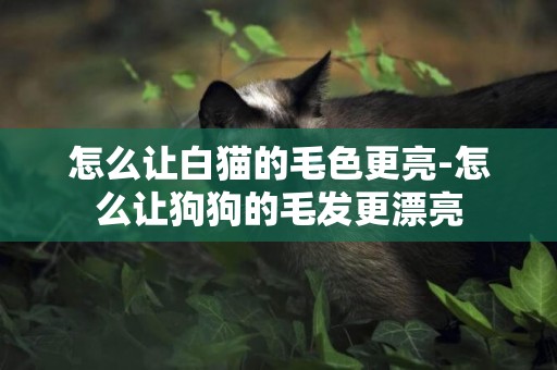 怎么讓白貓的毛色更亮-怎么讓狗狗的毛發更漂亮