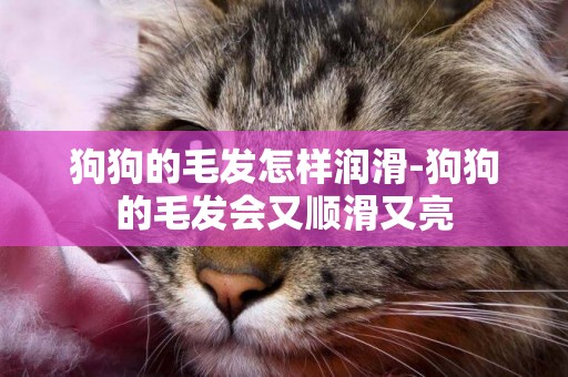 狗狗的毛發怎樣潤滑-狗狗的毛發會又順滑又亮