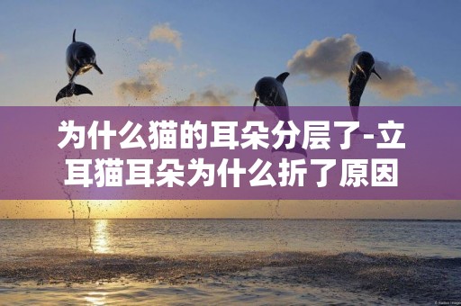 為什么貓的耳朵分層了-立耳貓耳朵為什么折了原因