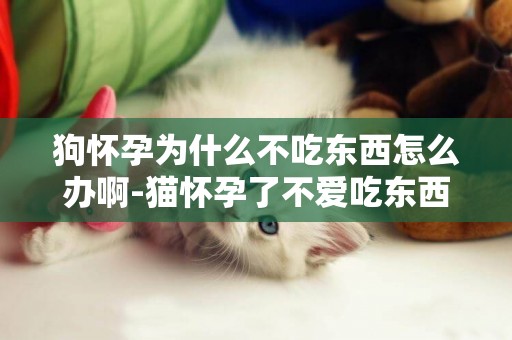 狗懷孕為什么不吃東西怎么辦啊-貓懷孕了不愛吃東西怎么回事