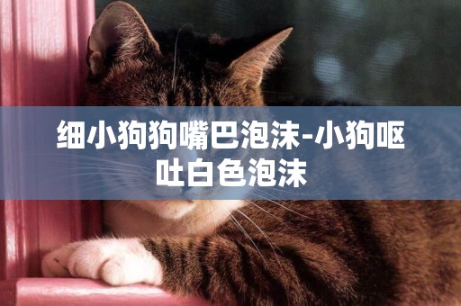 細小狗狗嘴巴泡沫-小狗嘔吐白色泡沫