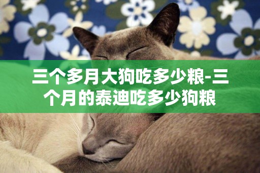 三個多月大狗吃多少糧-三個月的泰迪吃多少狗糧