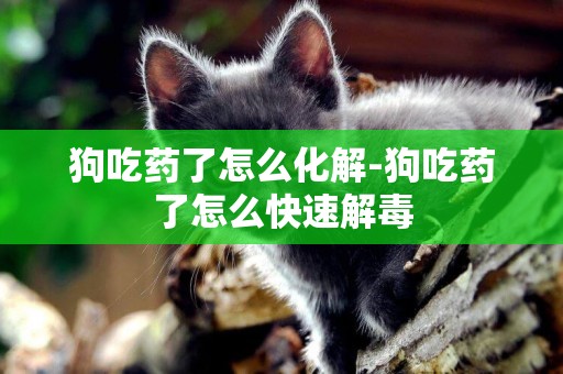 狗吃藥了怎么化解-狗吃藥了怎么快速解毒