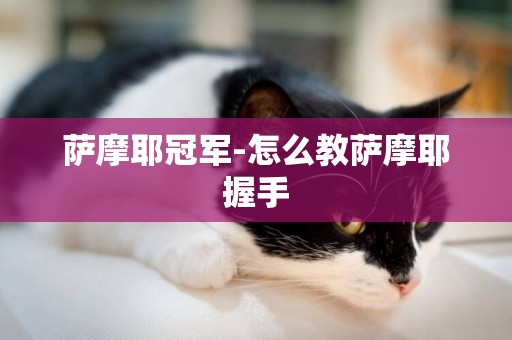 薩摩耶冠軍-怎么教薩摩耶握手
