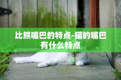 比熊嘴巴的特點-貓的嘴巴有什么特點