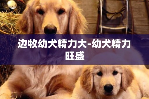 邊牧幼犬精力大-幼犬精力旺盛
