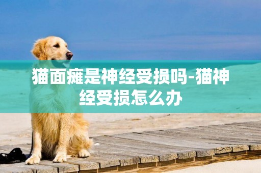 貓面癱是神經受損嗎-貓神經受損怎么辦
