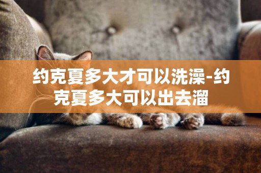 約克夏多大才可以洗澡-約克夏多大可以出去溜