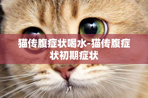 貓傳腹癥狀喝水-貓傳腹癥狀初期癥狀