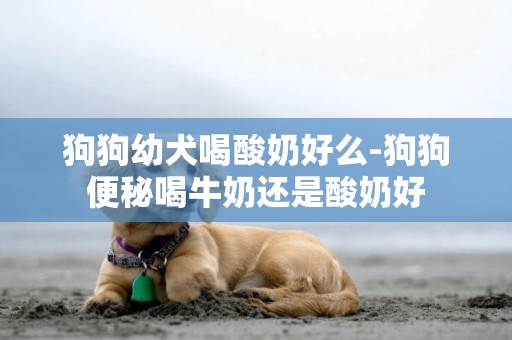 狗狗幼犬喝酸奶好么-狗狗便秘喝牛奶還是酸奶好