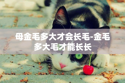 母金毛多大才會長毛-金毛多大毛才能長長