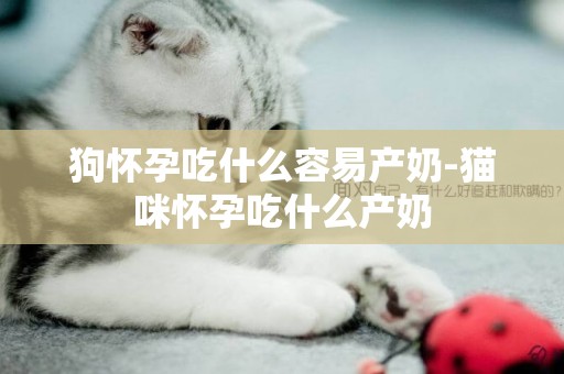 狗懷孕吃什么容易產奶-貓咪懷孕吃什么產奶