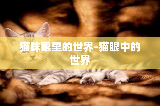 貓咪眼里的世界-貓眼中的世界