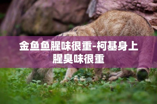 金魚魚腥味很重-柯基身上腥臭味很重