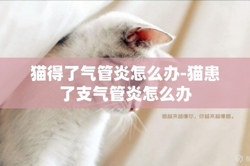 貓得了氣管炎怎么辦-貓患了支氣管炎怎么辦