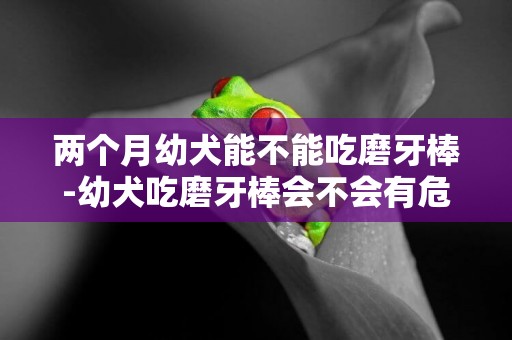 兩個月幼犬能不能吃磨牙棒-幼犬吃磨牙棒會不會有危險