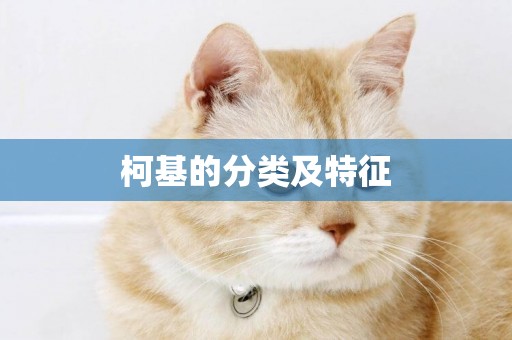 柯基的分類及特征