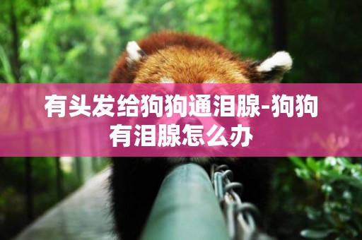 有頭發給狗狗通淚腺-狗狗有淚腺怎么辦