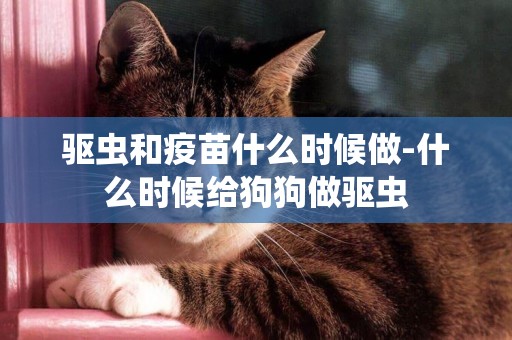 驅蟲和疫苗什么時候做-什么時候給狗狗做驅蟲