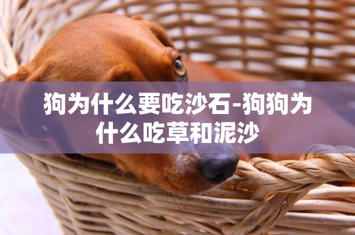 狗為什么要吃沙石-狗狗為什么吃草和泥沙