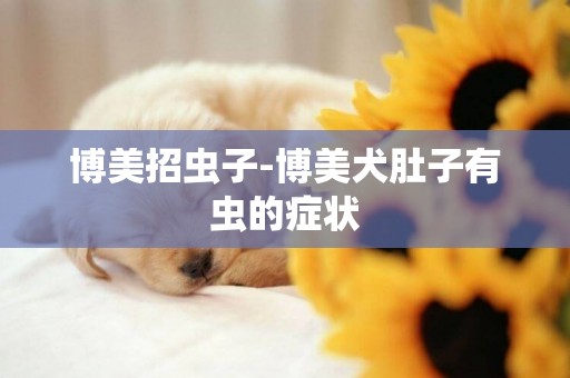 博美招蟲子-博美犬肚子有蟲的癥狀