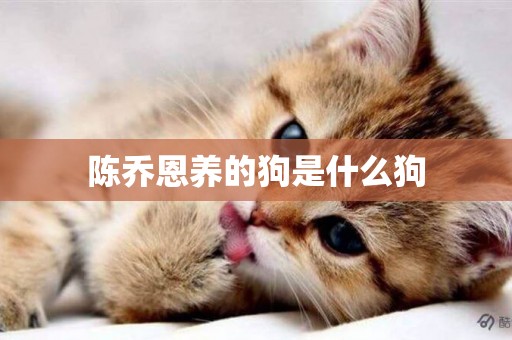 陳喬恩養的狗是什么狗
