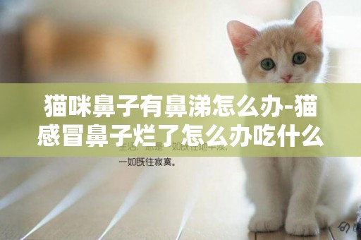 貓咪鼻子有鼻涕怎么辦-貓感冒鼻子爛了怎么辦吃什么藥好