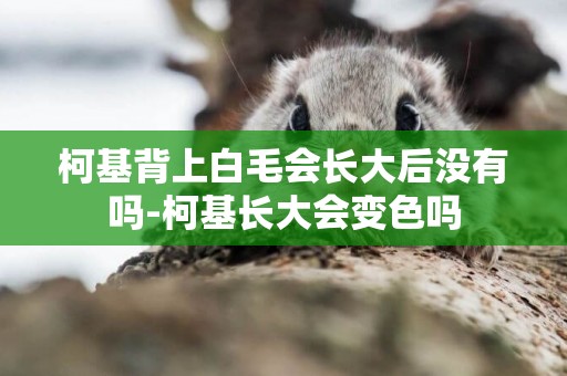 柯基背上白毛會長大后沒有嗎-柯基長大會變色嗎