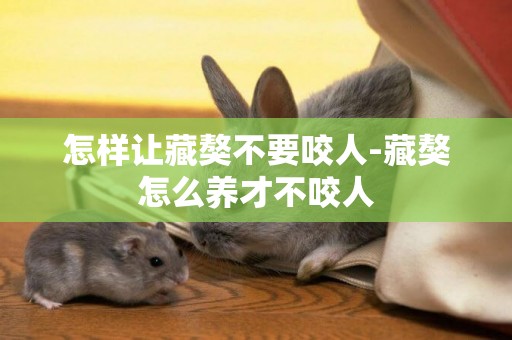 怎樣讓藏獒不要咬人-藏獒怎么養才不咬人