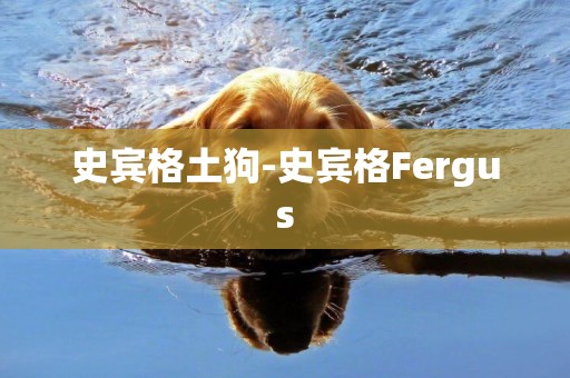 史賓格土狗-史賓格Fergus