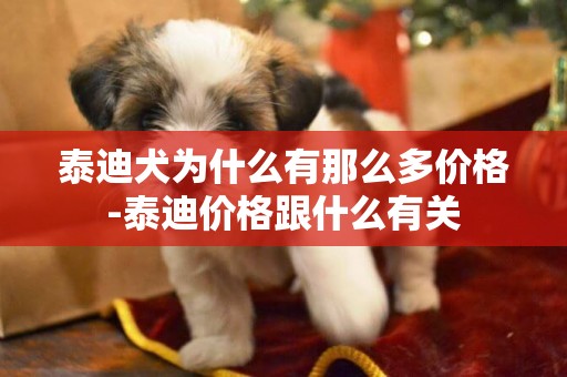 泰迪犬為什么有那么多價格-泰迪價格跟什么有關