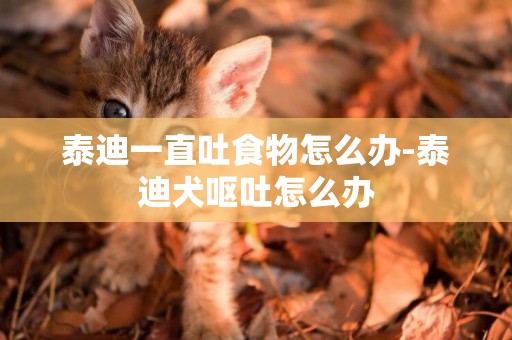泰迪一直吐食物怎么辦-泰迪犬嘔吐怎么辦