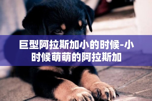 巨型阿拉斯加小的時候-小時候萌萌的阿拉斯加