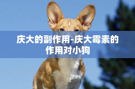 慶大的副作用-慶大霉素的作用對小狗