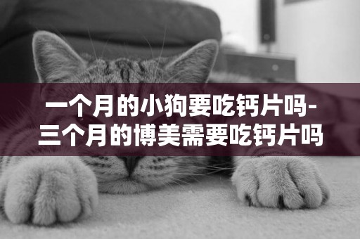一個月的小狗要吃鈣片嗎-三個月的博美需要吃鈣片嗎