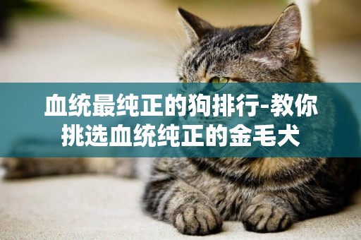 血統最純正的狗排行-教你挑選血統純正的金毛犬