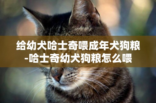 給幼犬哈士奇喂成年犬狗糧-哈士奇幼犬狗糧怎么喂