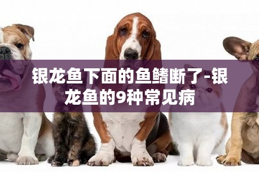 銀龍魚下面的魚鰭斷了-銀龍魚的9種常見病