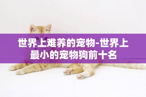 世界上難養的寵物-世界上最小的寵物狗前十名