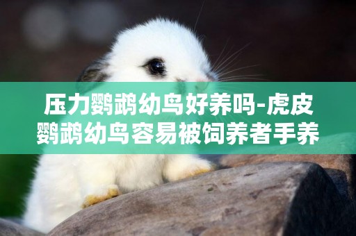 壓力鸚鵡幼鳥好養嗎-虎皮鸚鵡幼鳥容易被飼養者手養的原因