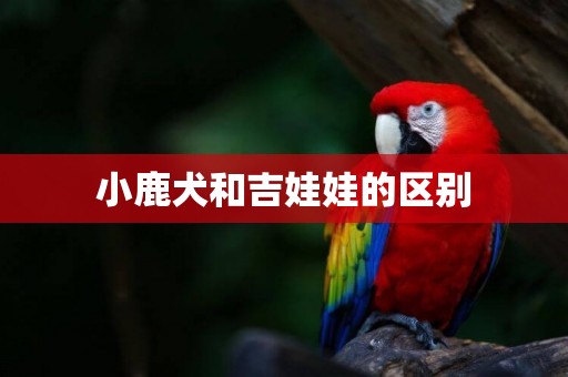 小鹿犬和吉娃娃的區別