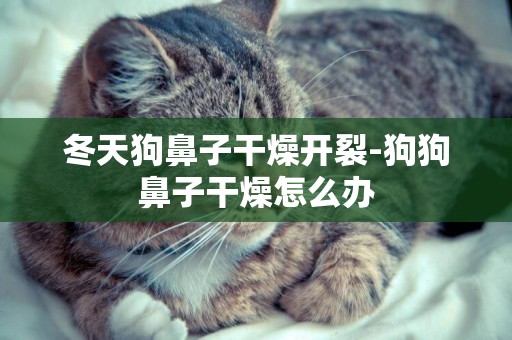 冬天狗鼻子干燥開裂-狗狗鼻子干燥怎么辦