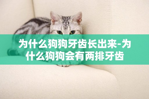 為什么狗狗牙齒長出來-為什么狗狗會有兩排牙齒