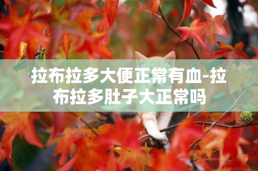 拉布拉多大便正常有血-拉布拉多肚子大正常嗎
