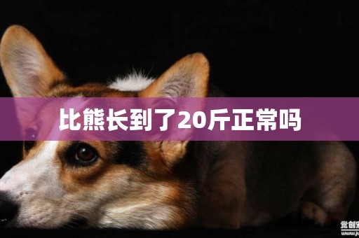 比熊長到了20斤正常嗎